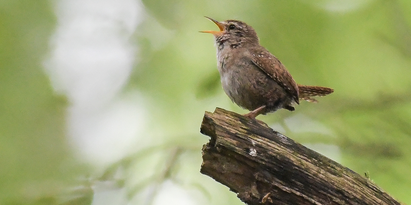 À la découverte de la faune et de la flore des prairies de Beaumer